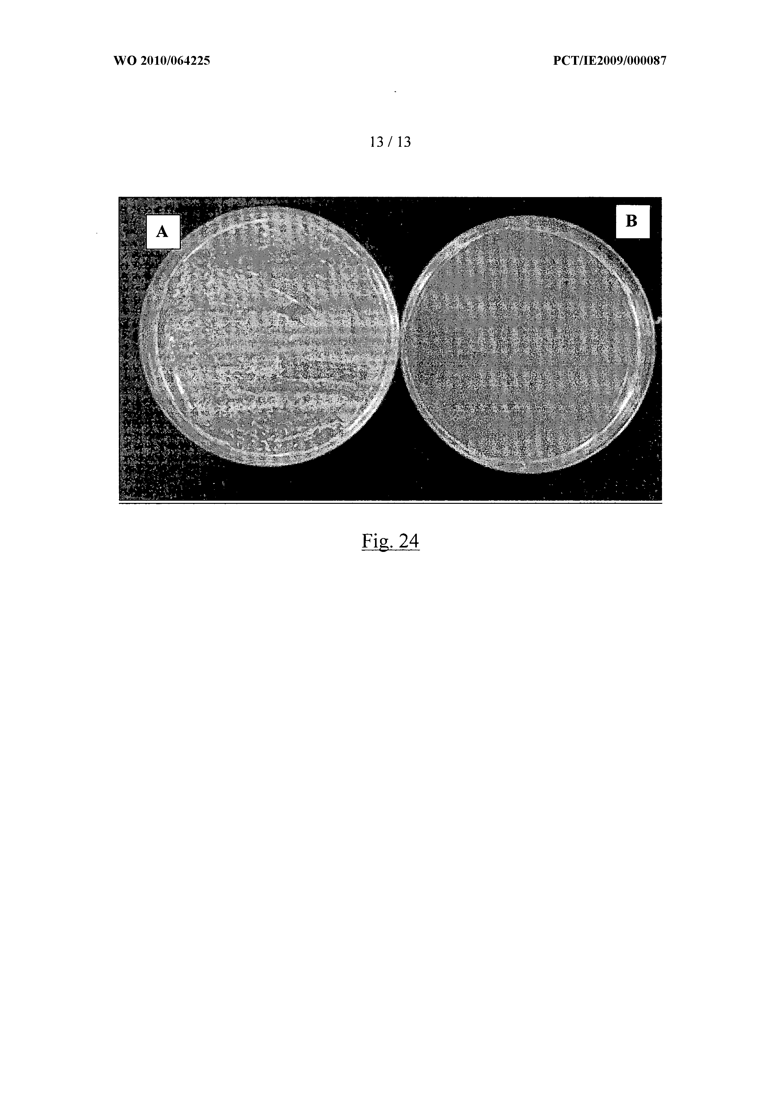 WO2010064225A1, drawing sheet 13 of 24